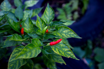 Red chilli, focus selective