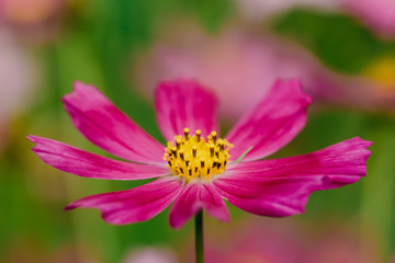 Fototapeta premium Fuchsia flower cosmos bipinnatus on green background, macro