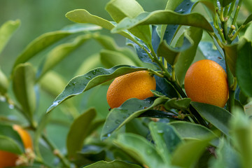 Close up of orange ripe kumquats hanging at the kumquat plant in the garden