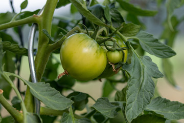 Close up of green unripe tomatoes hanging at the bush in the vegetable garden 