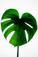 monstera leaf's natural texture