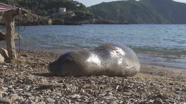 Human friendly mediterranean monk seal monachus monachus sleeping on the beach with sea as backround.