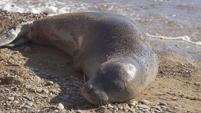 Human friendly mediterranean monk seal monachus monachus on the beach wakes up and looks arround.