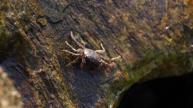 Land crab standing on a rock near the sea eating from the ground with its little claws.