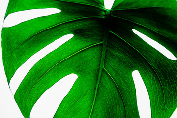 monstera leaf's natural texture