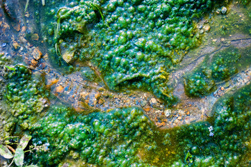 Top-down View of a Tiny Stream, Clean Water, Colorful Pebbles, Moss Growing Alongside with Air...