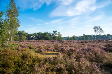 The calm heathland