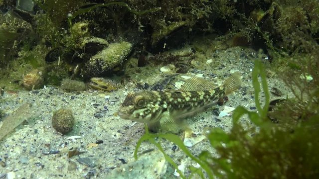 The round goby (Neogobius melanostomus) is a euryhaline bottom-dwelling goby of the family Gobiidae