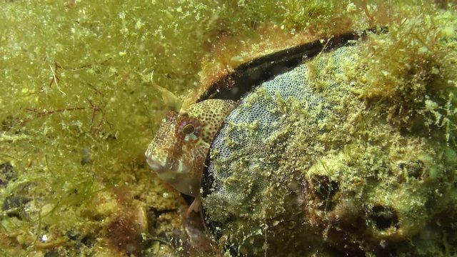 Tentacled blenny (Parablennius tentacularis). The male is on the bottom, medium shot. Black Sea.