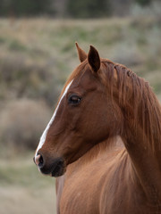 Close Up of Chestnut Horse with White Blaze