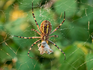 Wasp spider Argiope bruennichi. orb-web Insect with yellow stripes, web pattern. green grass background, macro view, horizontal soft focus. Large striped yellow and black spider on its web macro