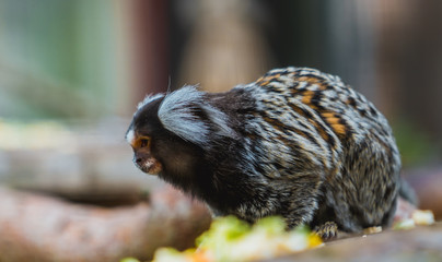 Uistiti białoucha © Dreamnordno