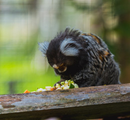 Uistiti białoucha © Dreamnordno