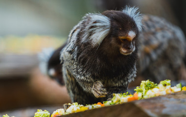 Uistiti białoucha © Dreamnordno