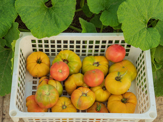 large green yellow pink tomato in white plastic box. Harvested vegetables harvested