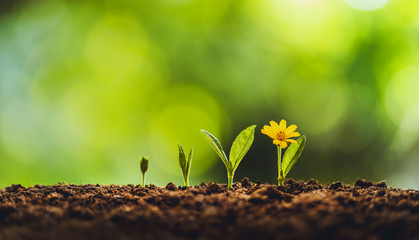 Growth tree young plant Natural green background - obrazy, fototapety, plakaty