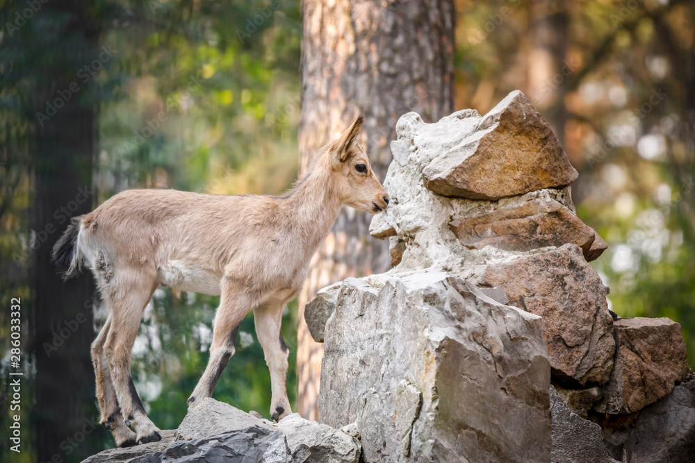 Poster deer in the forest