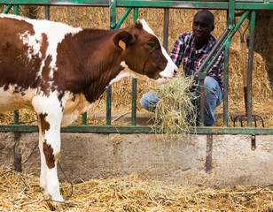 African american man farmer  feeds cows  with hay  at  farm