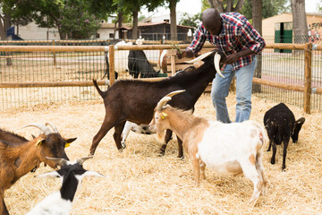 Smiling african american male proffesional farmer feeds  sheeps