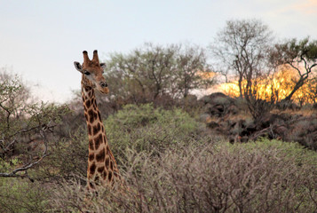 Giraffe photographed in Erindi Game Lodge (Namibia).