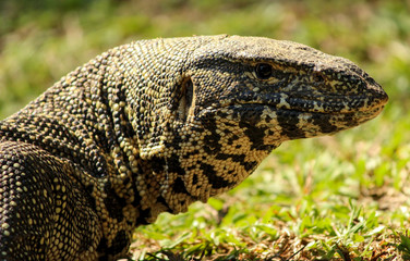 Nile Monitor (Varanus niloticus) photographed outside of the Kruger National Park (South Africa).