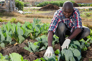 Male gardener working at homestead