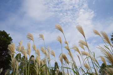 うろこ雲の浮かぶ青空を背景に撮影したススキ