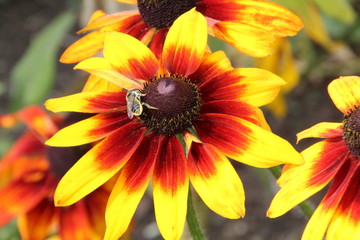Bee On The Rudbeckia, U of A Botanic Gardens, Devon, Alberta