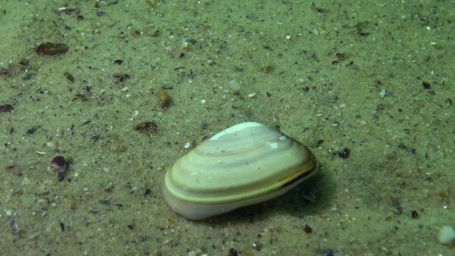 Mollusk quickly burrows in the sand, Black Sea, (Donax trunculus), the abrupt wedge shell or wedge clam, is a bivalve species in the family Donacidae. 