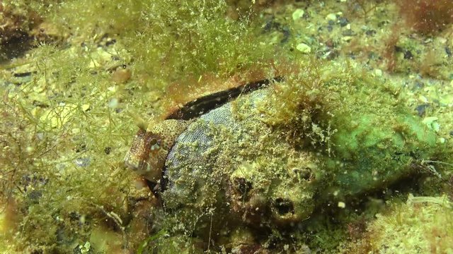 Tentacled blenny (Parablennius tentacularis). The male is on the bottom, medium shot. Black Sea.