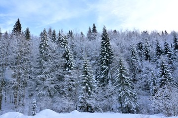 the edge of a fir forest in winter