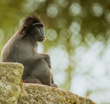 Makak czarny, makak murzyn, Macaca maura