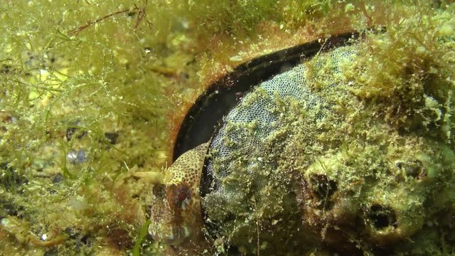 Tentacled blenny (Parablennius tentacularis). The male is on the bottom, medium shot. Black Sea.