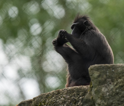 Makak czarny, makak murzyn, Macaca maura