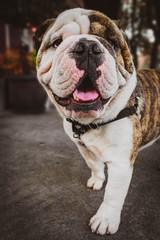Retrato de un hermoso perro bulldog inglés, una simpática mascota