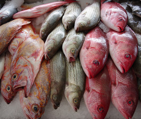 Close up full frame view of fresh caught fish displayed for sale at a fish market