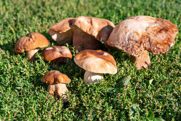 several ceps grows on green lawn. Habitat close up