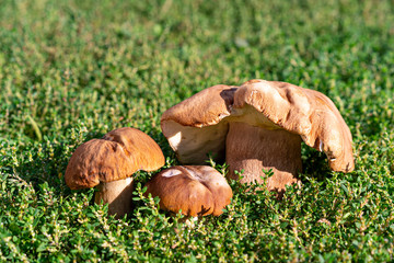 porcini mushrooms in natural environment grow on sunny lawn