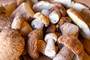 harvest porcini mushrooms of different sizes and shapes