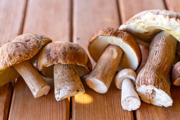 harvest porcini mushrooms on wooden table