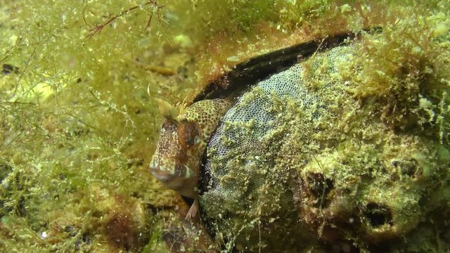 Tentacled blenny (Parablennius tentacularis). The male is on the bottom, medium shot. Black Sea.