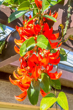 Macuna warburgii, griffes du diable, liane de jade rouge