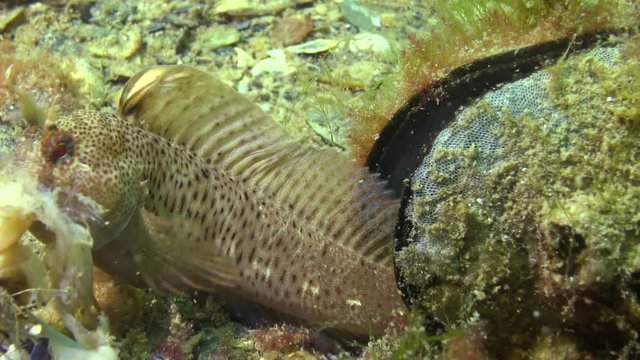 The fish grabs and eats mussel. Tentacled blenny (Parablennius tentacularis). The male is on the bottom, medium shot. Black Sea.