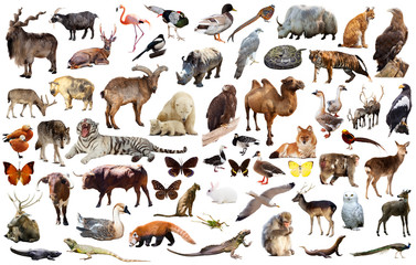 animal collection asia