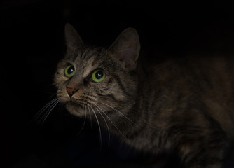 cat with big green eyes on a dark background