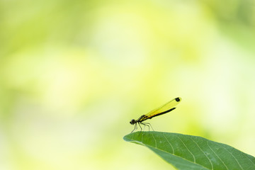 Dragonfly hold on green leaf and copy space