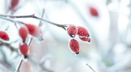 Frosty branch of rose hips with fruits in winter_