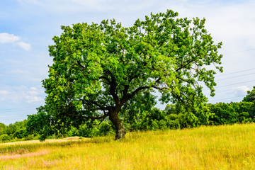Fototapeta na wymiar Lonely oak tree at a meadow on summer
