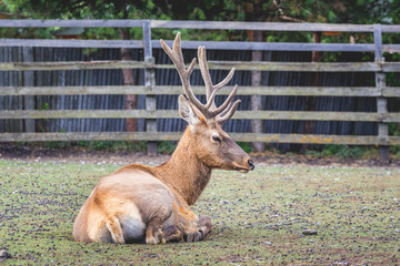 The red deer in the reserve lies on the ground while resting_