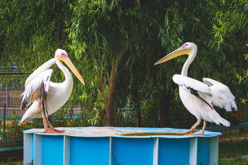 Two large white pelicans with spread wings  in the zoo_